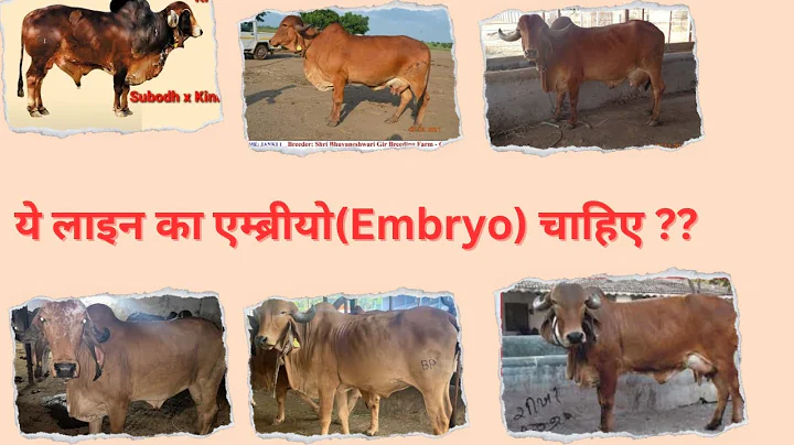 Gir Breed Embryos from Elite cows and Bull combination.