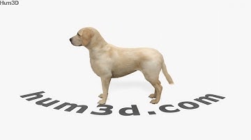 Labrador Retriever 3D model by 3DModels.org