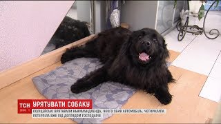 На Київщині поліцейські врятували собаку, яка лежала на дорозі й стікала кров’ю На Київщині поліцейські врятували собаку, яка лежала на дорозі й стікала кров’ю