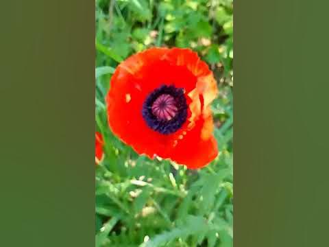 Мак Польовий - YouTube