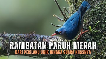 Rambatan Paruh Merah: Burung Kecil Penjelajah Hutan Tropis