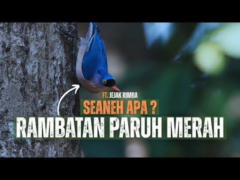 MASTERAN RAMBATAN PARUH MERAH GACOR SPEED RAPAT