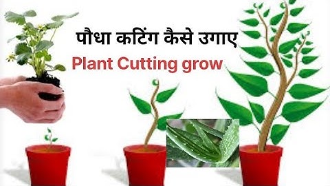 Growing Poppy Plant from Seeds - Soil cross section #greentimelapse #gtl #timelapse#shortvideo