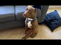 Funny Pitbull dogs will cheer you up