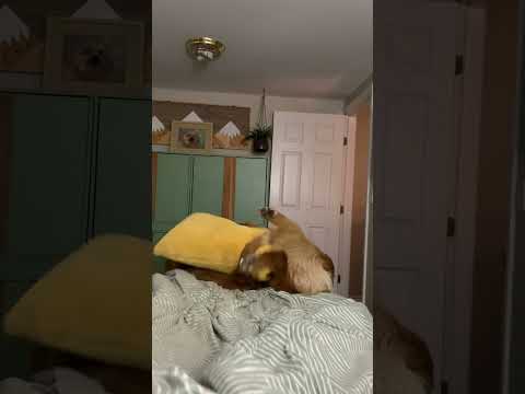 Video: Pembicaraan Topeng Pug Creepy Saat Anda Berbicara!