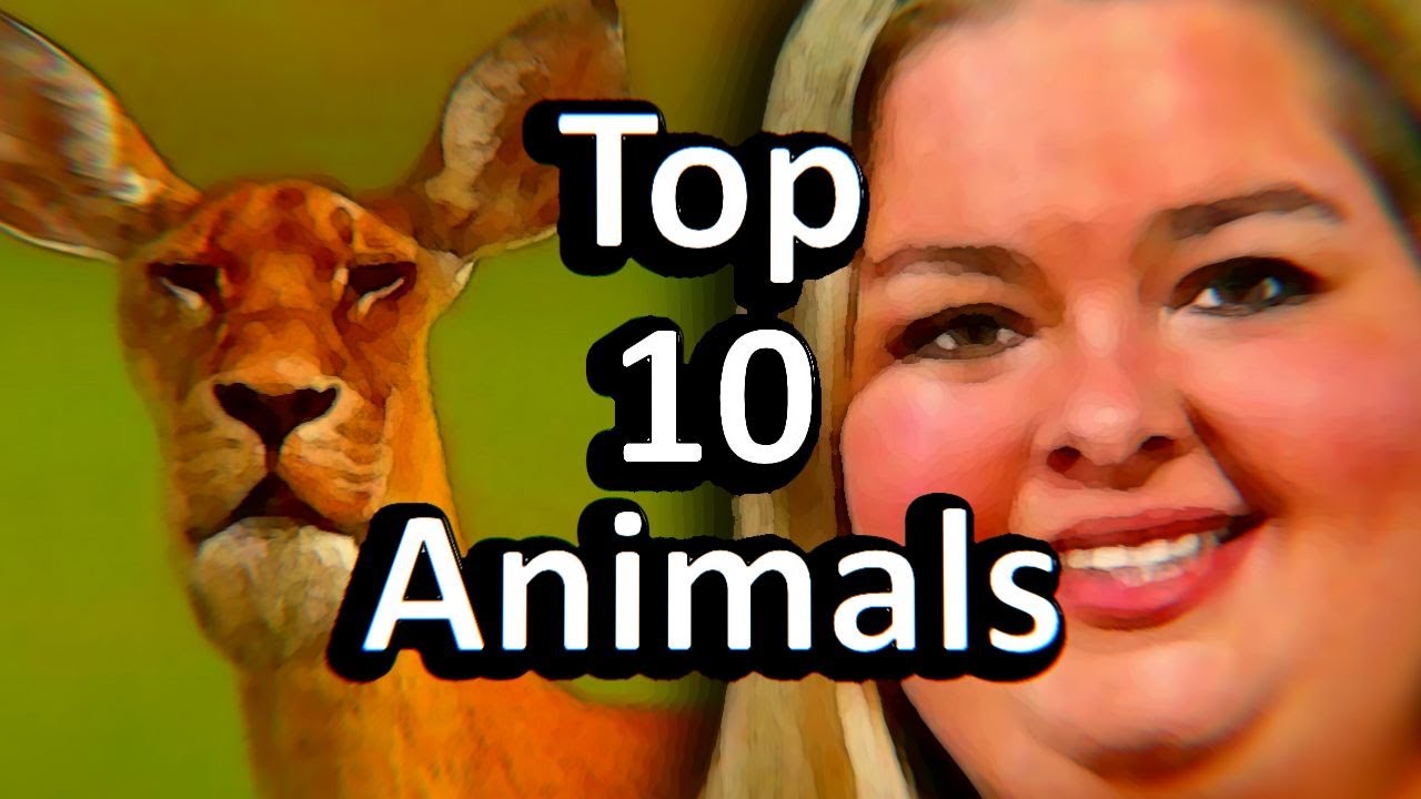 Top 10 Animals YouTube