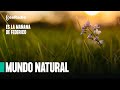 Mundo Natural: Ayuda para combatir el decaimiento