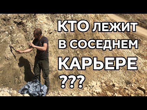Доказательство потопа у нас под ногами: тонны окаменелой органики в одном тонком слое!