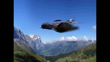 3D Low Poly Bird Model/Animation