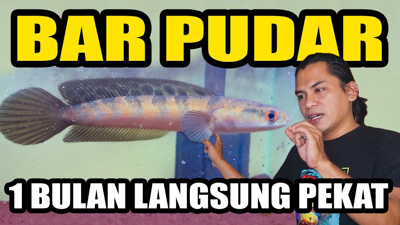 JUJUR!! MENGATASI BAR CHANNA PUDAR JADI HITAM SAMPAI CABUNG BRONTOK