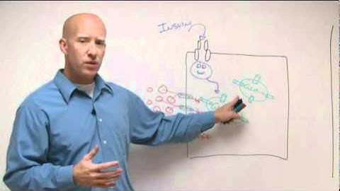 How Insulin Gets Glucose Into a Cell