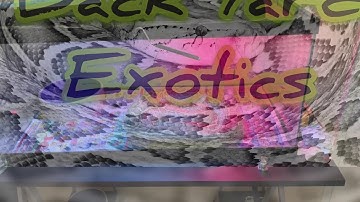 Handling aggressive Python