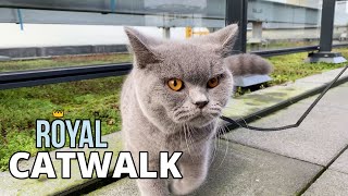 Lord Louis  Royal Catwalk