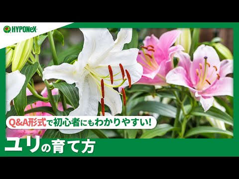 ☘128：ユリの育て方｜きれいな花を咲かせるには？水やりや肥料など日々の管理もご紹介 【PlantiaQ&A】植物の情報、育て方をQ&A形式でご紹介