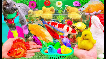 Bắt Mèo Con Cá Cảnh Dễ Thương, Vịt Con, Cua, Rùa, Cá Chép Koi, Cá Vàng | Bắt Các Con Vật Dễ Thương