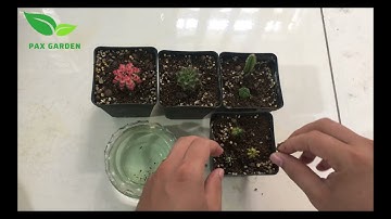 Kích rễ xương rồng đơn giản với NEM/ Stimulating cactus roots easily