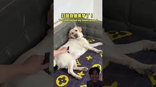 Giật mình nha Senn 😂 #goldenretriever #pets #cutedog #寵物 #搞笑汪驾到 #拉布拉多 #萌寵 #cuoichutthoi #funny