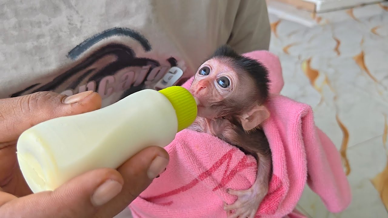 Wow😍This tiny baby monkey's straw is really strong when drinking milk