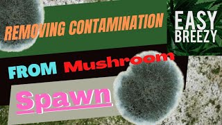 How to remove contamination from Mushroom spawn