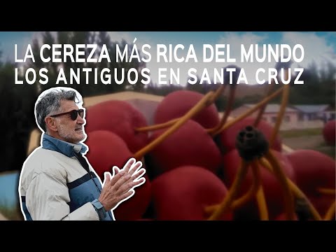 🎥 🍒 La Cereza Más Rica del Mundo 🍒  ||  🌄  LOS ANTIGUOS || SANTA CRUZ ||  🇦🇷 PATAGONIA ARGENTINA 🇦🇷