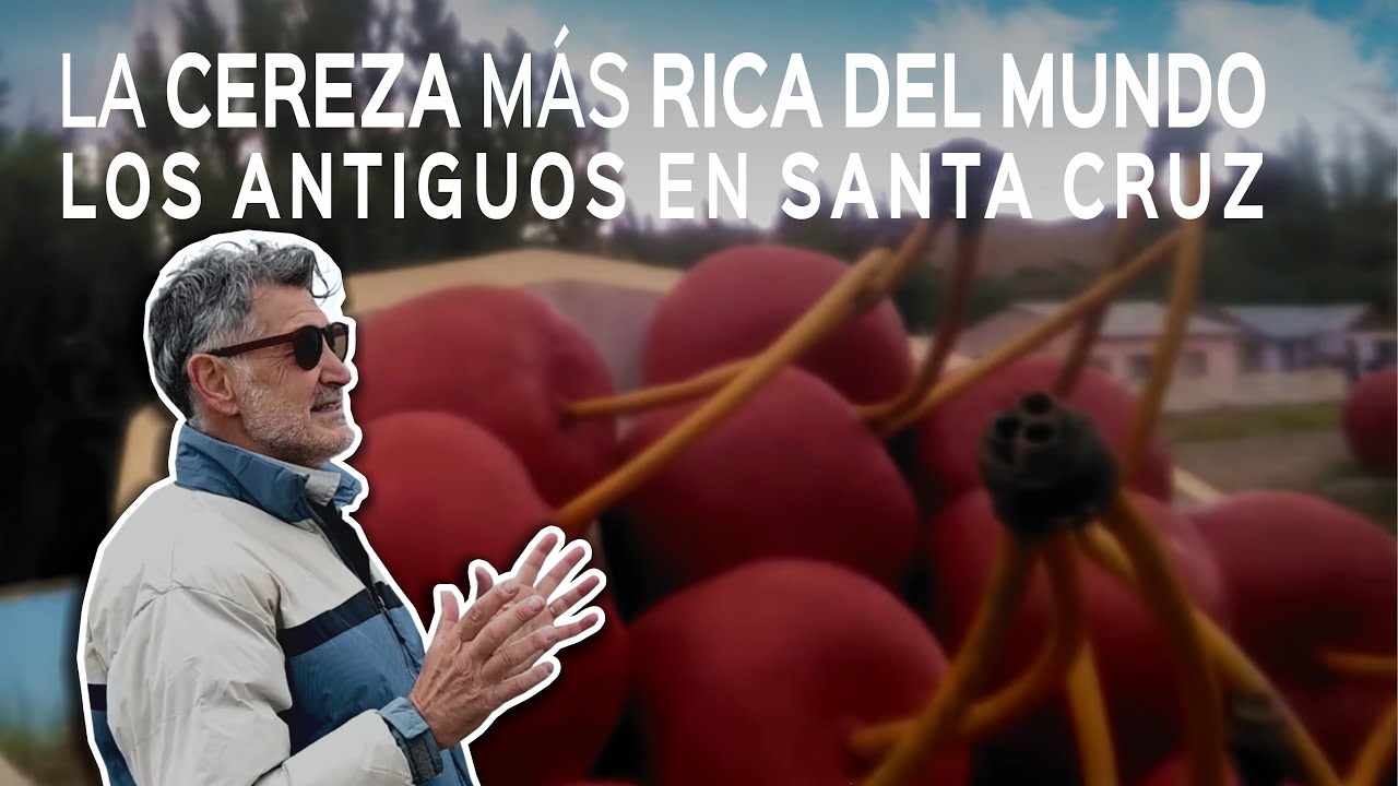 🎥 🍒 La Cereza Más Rica del Mundo 🍒  ||  🌄  LOS ANTIGUOS || SANTA CRUZ ||  🇦🇷 PATAGONIA ARGENTINA 🇦🇷