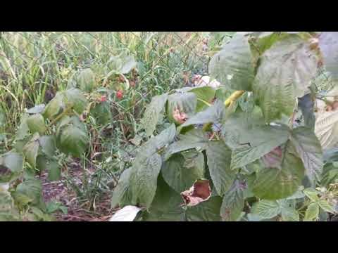 Почему сохнут ветки малины с плодами. Малинная галлица.