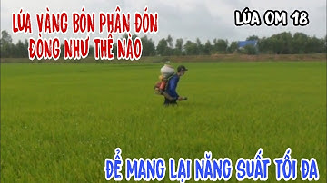 BÓN PHÂN ĐÓN ĐÒNG cho lúa om 18 Lúa vàng bón phân như thế nào || lê chung vlog