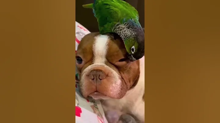 Video 8059021: kitten funny dog, funny cat