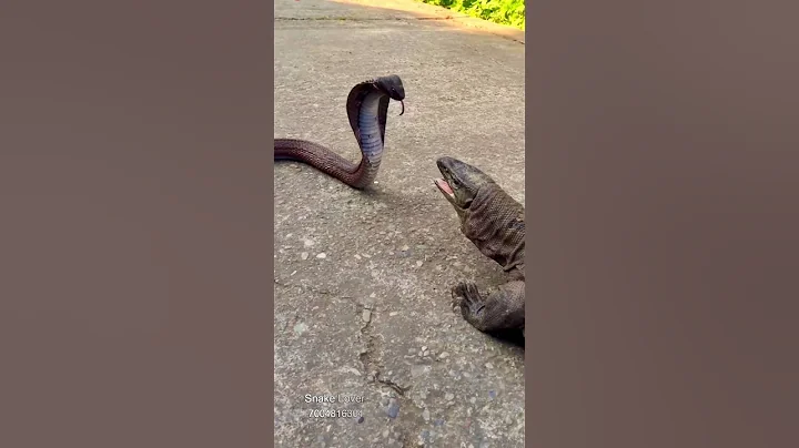 Snake vs Komodo Dragon 🐍 😱 🐍 #shorts #ytshorts #snakelover