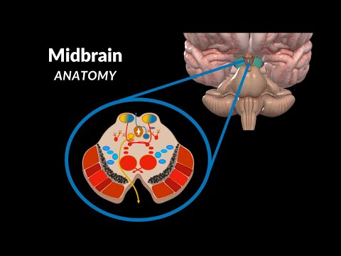 Mesencephalon (Midbrain) - வெளிப்புற & உள் கட்டமைப்புகள் + வினாடி வினா | உடற்கூறியல்