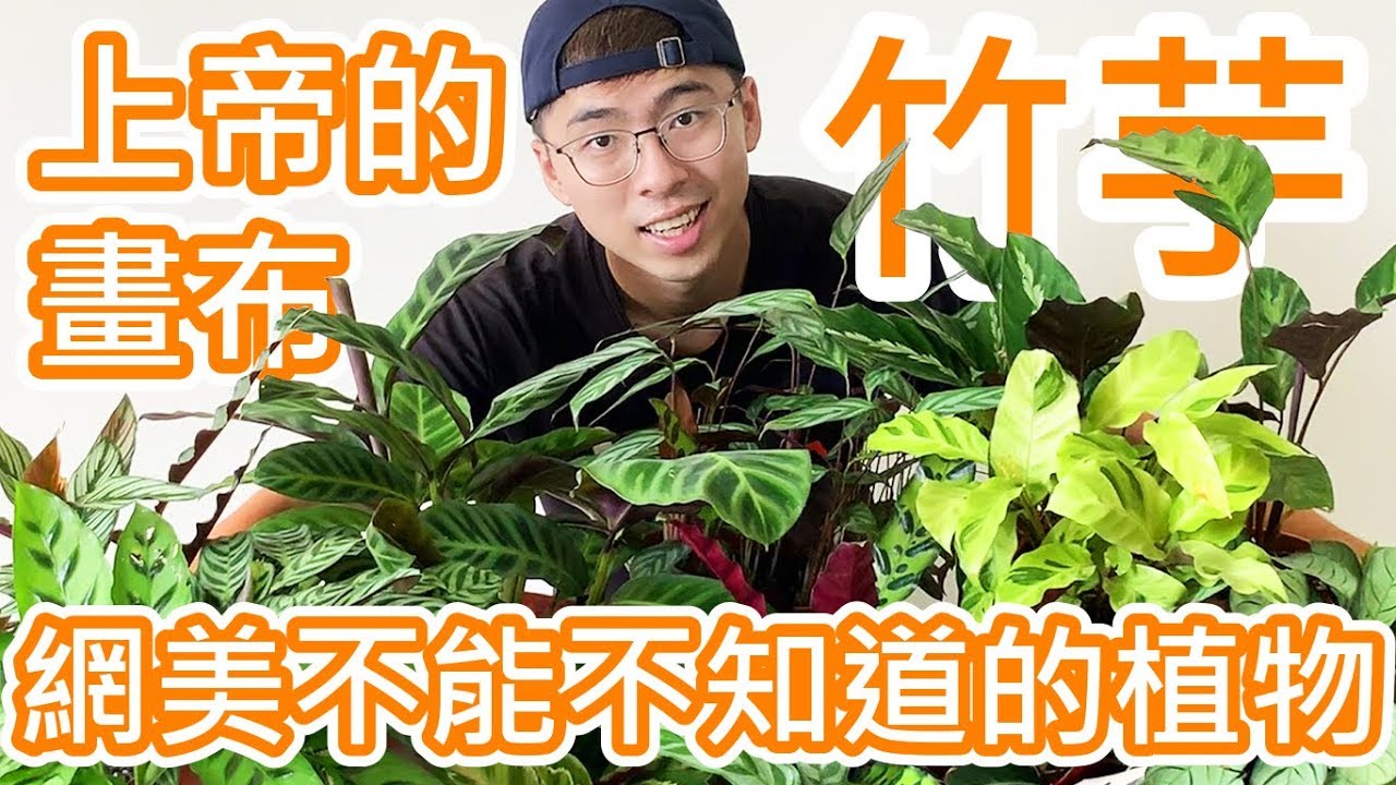 竹芋 上帝的畫布 網美不能不知道的植物 Cc Available Youtube