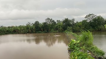 Diệc cuối mùa khó nhai lắm 😜