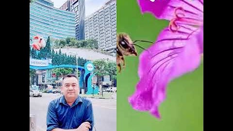 Boasa Ia Dung Botari