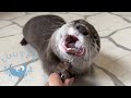 Brushing Child Otter&#39;s Teeth