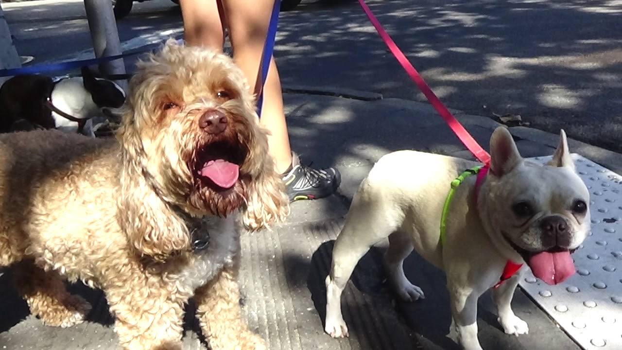 Dog Walking NYC Chelsea 2 Hour Group Walks For Small Dogs The K 9 Club