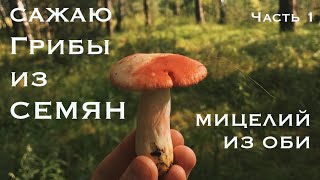 ГРИБЫ из СЕМЯН! Посадил грибницу из ОБИ. Как вырастить грибы дома? Часть 1