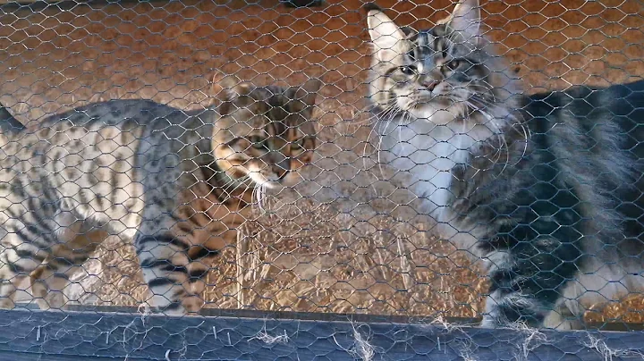 Watch the video about Maine Coon vs Bengal Cat - 2020 (Caravan Palace - Lone Digger)