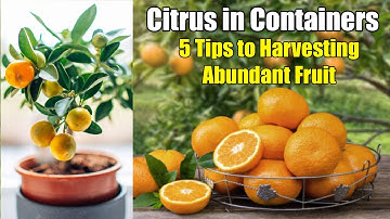 Citrus in Containers: 5 Tips to Harvesting Abundant Fruit
