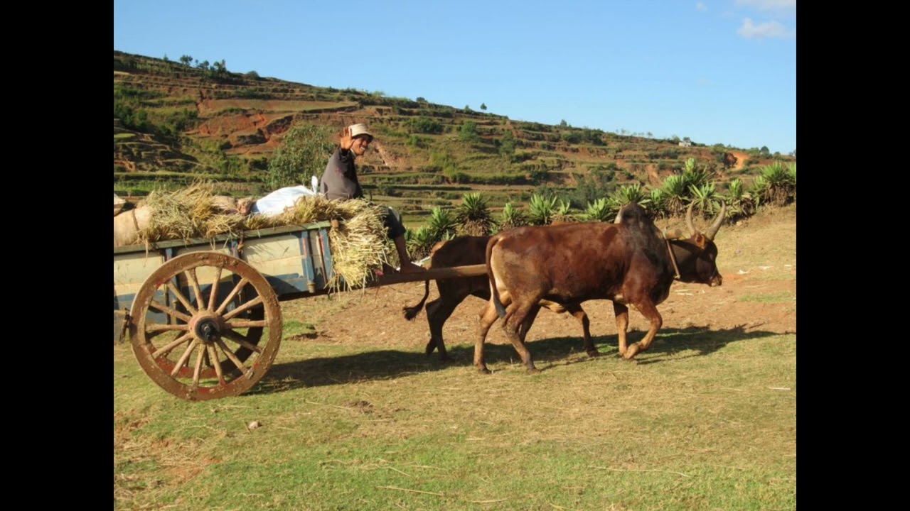 Barimanga - Boboh Mahavanona