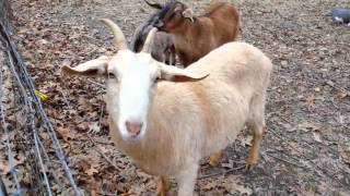 ANIMALS FOR SALE ANIMALS FOR SALE