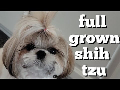 Wideo: Shih Tzu. St. Petersburg - Alternatywny Widok