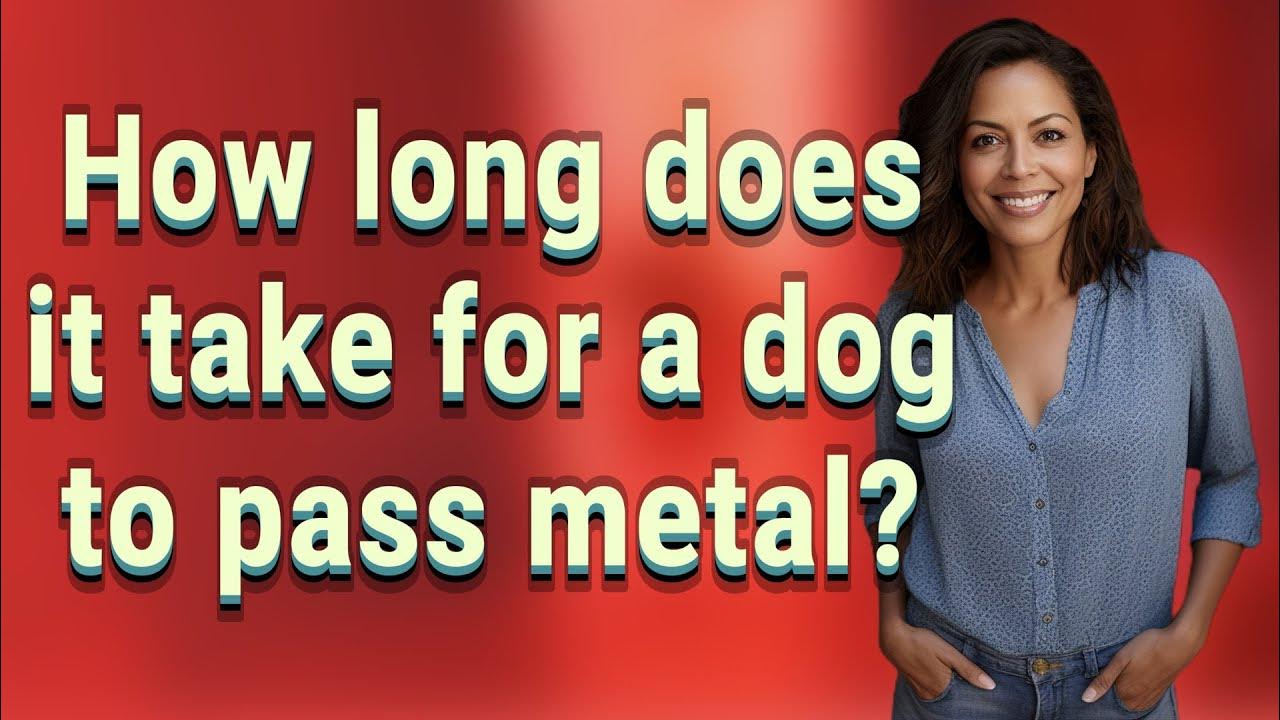 How long does it take for a dog to pass metal? YouTube