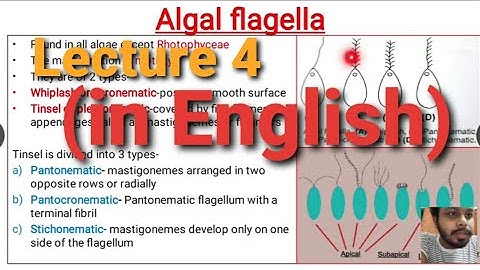 Algae Lecture 4 : (Algal Flagella) |