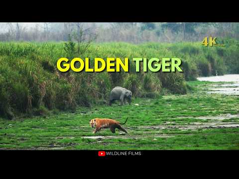 The Rarest Tiger on Earth: The Golden Tiger of Kaziranga