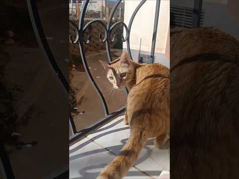 كالعادة قطتي ميشة تصعد إلى النافدة لإستكشاف أجواء الخارج 23 ديسمبر 2025