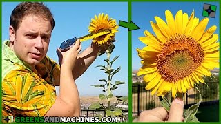 How Tall Can Sunflowers Grow in 5 Gallon Buckets? | #sunflowerchallenge2020