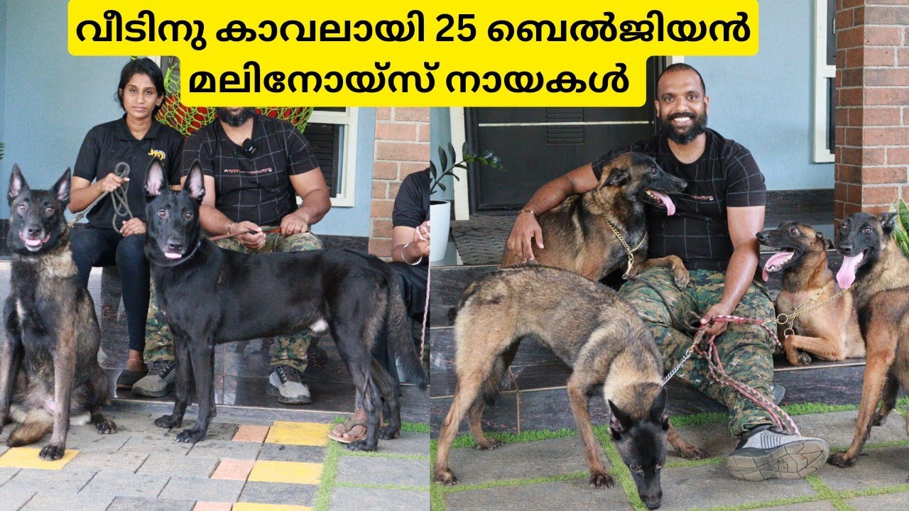 വീടിനു കാവലായി 25 കടിയൻ നായകൾ|Belgian Malinois Dogs