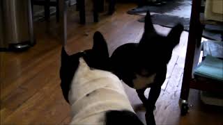 French Bulldogs playing or fighting?