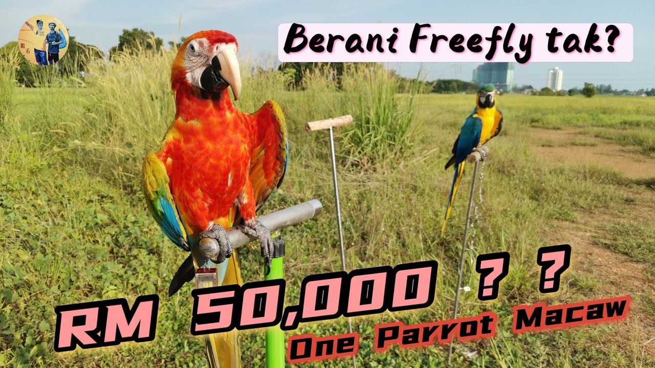 Hybrid Macaw Parrot Rm 50 000 Training Freefly 马币5万的第四代混种金刚鹦鹉 Youtube