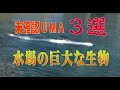 【未確認】 日本でも目撃！水場の巨大すぎる生物３選 シーサーペント！？